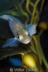 rock fish in kelp by Victor Zucker 